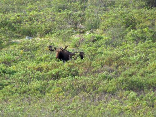 Tombstone-Outfitters-moose