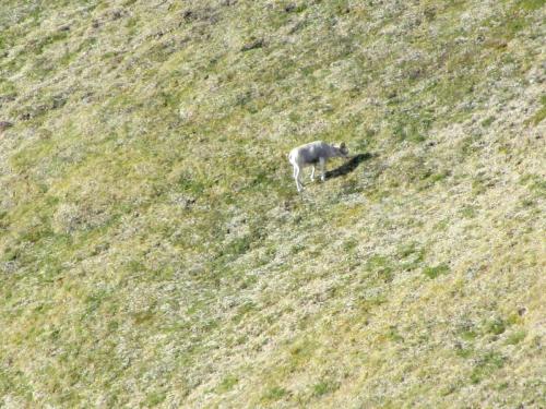 Tombstone-Outfitters-wildlife-15