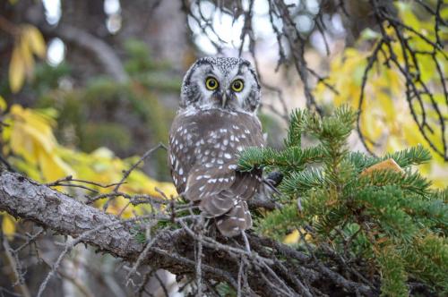 Tombstone-Outfitters-1532