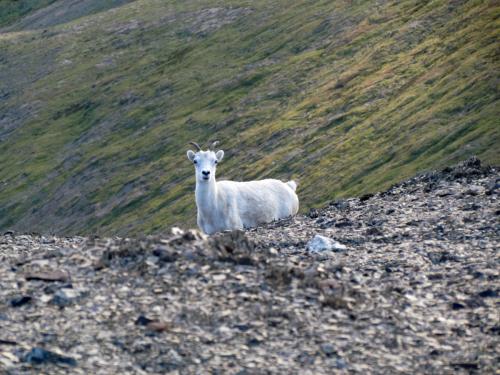 Tombstone-Outfitters-wildlife-16