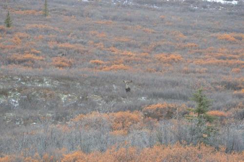 Tombstone-Outfitters-Yukon-Hunting-3128