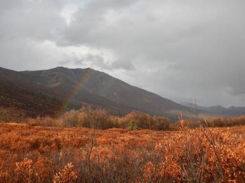 Yukon-Moose-Pics-070