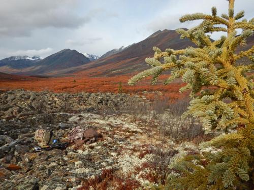 Yukon-Moose-Pics-086